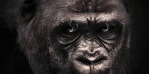 10 интересных фактов о гориллах (9 фото + 1 видео)