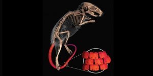 Иглистые мыши обзавелись бронированными хвостами (3 фото)