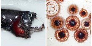 10 странных морских существ, которых обнаружили сравнительно недавно (10 фото)