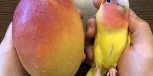 18 животных, которые по любопытной случайности имеют вопиющее сходство с едой (19 фото)