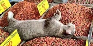 Всюдиспальні котики (18 фото)