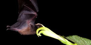 Трубкогубая  летучая мышь: Язык в 1,5 раза длиннее тела! Чтобы не болтался  на ветру, его пришлось спрятать в груди (7 фото)