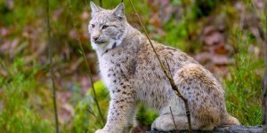 Lynx is a “graying” hunter: how the life of a large cat changes in the fall (13 photos)