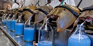 What colors of blood are found in the animal world? (6 photos)