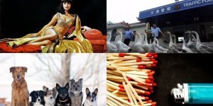 From “police geese” to the time loop: interesting facts about our wonderful world (15 photos)