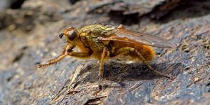 Dung fly - an insect that is beneficial (7 photos)