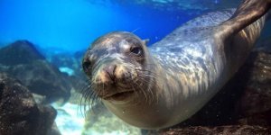 Екій ти увалень: 5 прикрих помилок про тюлені (6 фото)