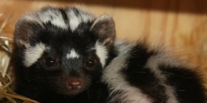 Земляк Медоеда со встроенным «перцовым баллончиком», который пшикает на 4 метра (7 фото)