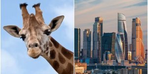 35 дуже цікавих фактів про все (8 фото)