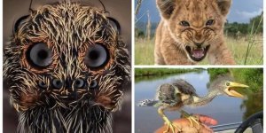 25 потрясающих фотографий дикой природы (26 фото)
