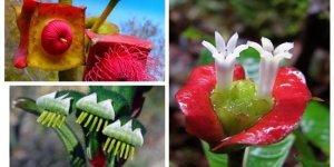 18 совершенно необычных и красивых цветов мира (18 фото)