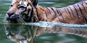 Malayan Tiger: The smallest tiger. This baby is almost 2 times smaller in size than its usual relatives! (6 photos)
