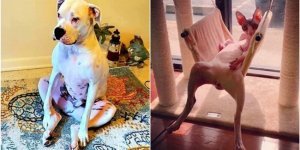 20+ животных, которые покажут вам, как познать дзен среди суеты (25 фото)