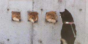 Вдаримо позитивом за негативом (40 фото)