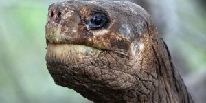 Why do turtles live long? (4 photos)