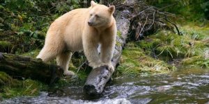 Ведмідь-привид або кермодський ведмідь (15 фото)