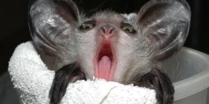 Ai-ai: Residents of Madagascar are afraid to pronounce his name and believe that the beast brings death. Is it really just because of appearance? (8 photos)