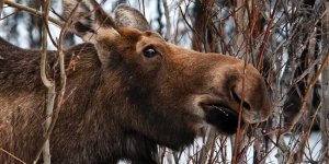 Почему лосю нелегко жить зимой: 9 особенностей из жизни «сохатого» (10 фото)