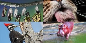 Удивительные и малоизвестные факты о всем известных представителях фауны (13 фото)