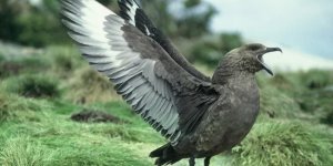 Короткохвостый  поморник: Главный уголовник Приполярья! Вся его жизнь —  воровство, рэкет и блатная романтика (8 фото)