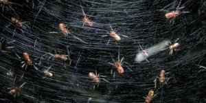 Анелозимус эксимиус: пауки плетут сети размером однокомнатную квартиру (7 фото)