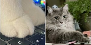 20+ photos of soft cat paws that will relieve you of stress (30 photos)