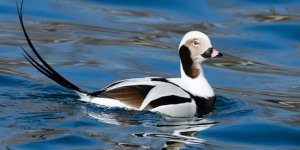 Long-tailed duck: a beautiful and graceful bird (7 photos)