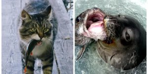 Ловкие рыбаки (18 фото)