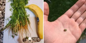 27 садівників, на які чекав багатий урожай розчарування (28 фото)