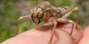 Мантофазматоды:  «Кузнечики-гладиаторы». Резким ударом лапы они обрывают жизнь  добычи, но предпочитают есть только головы. Эпично! (8 фото)