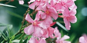 14 самых опасных растений в мире, которых обязательно следует остерегаться (15 фото)