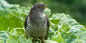 Why doesn't the cuckoo hatch its eggs? (5 photos)
