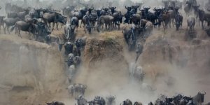 Голубой  гну: Собираются в многотысячные стада и совершают особый  «танец», который учёные не могут объяснить (10 фото)