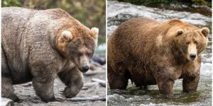 На Аляске проводят конкурс на самого толстенького медведя (13 фото)