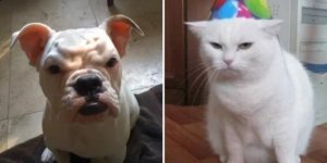 17 забавных хвостатых, чьи эмоции заставят улыбнуться кого угодно (18 фото)