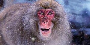 Небагато про життя японських макак (13 фото)