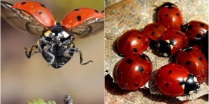 Cannibalism and endurance: what else are ladybugs capable of (7 photos)