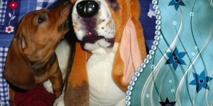 Готуйте свої міміметри! Зараз ви розчулюватиметеся! (25 фото)