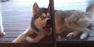 Тварини, які не були готові до фотосесії (25 фото)