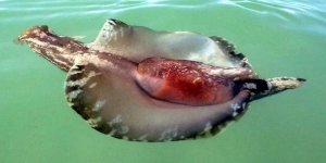 Морской  заяц: Мегаслизень с опасными химикатами. Удивительно,  но в этом здоровяке всего лишь 20.000 нейронов (7 фото)