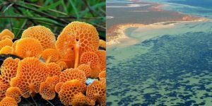 Знайдено найбільшу рослину на Землі (6 фото)