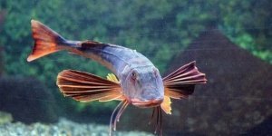 Тригла: Орущая рыба с «ногами краба». Прикольный монстр из Чёрного моря (8 фото)