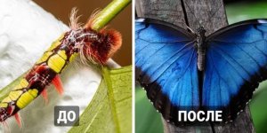 Удивительные бабочки могут быть прелестны и в образе гусеницы (13 фото)