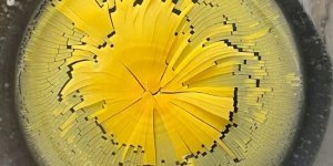 18 примеров того, что может произойти с едой, если забыть о ней на некоторое время (20 фото)