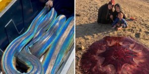 15 amazing photos of fascinating curiosities (16 photos)