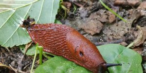 Spanish slug: preparing the way for an environmental disaster (8 photos)