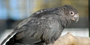 Большой  попугай-ваза: В брачный период самки становятся уродливыми, лысыми  и держат самцов-рабов, а так хороший умный попугай (9  фото)