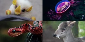 Incomprehensible nature: unusual animals that few have seen (15 photos)