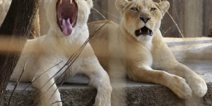 Зверские фото (19 фото)