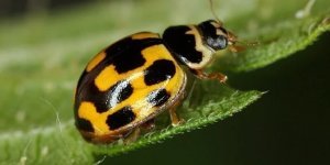 Is it true that yellow ladybugs are poisonous and red ones are not? (4 photos)